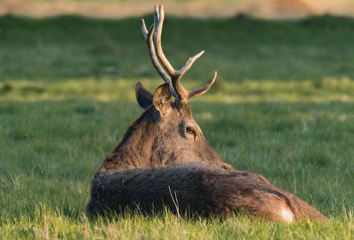 Deer on field