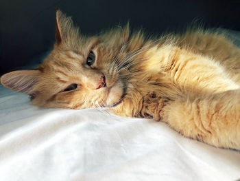 Close-up of cat resting on bed