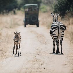 Portrait of zebra standing on field