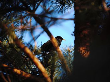 Low angle view of bird perching on a tree