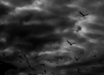 Low angle view of bird flying against cloudy sky