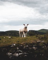 Sheep standing in a field
