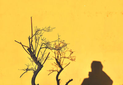 Silhouette tree against orange sky