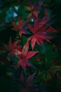 Full frame shot of leaves during autumn