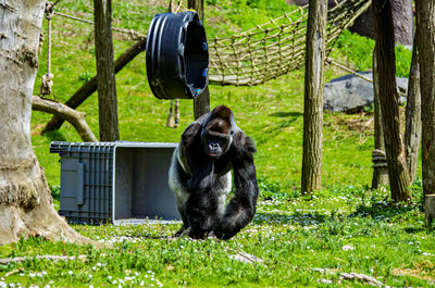 Monkey sitting on field