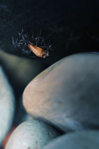 Close-up of spider