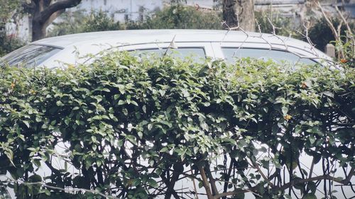 Plants growing on tree