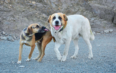 Portrait of dog standing on land