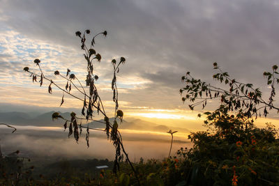 Low angle view of silhouette trees against sky during sunset
