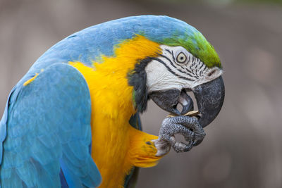 Close-up of gold and blue macaw