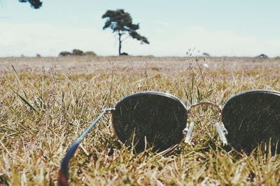 Close-up of grass on field against sky