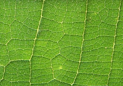 Macro shot of green leaf