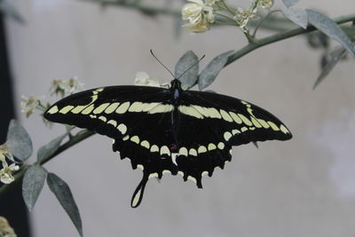 Close-up of butterfly pollinating flower