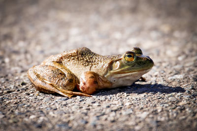 Close-up of bullfrog