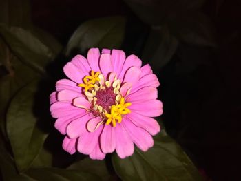 Close-up of pink flower blooming outdoors