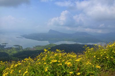 Scenic view of field against cloudy sky