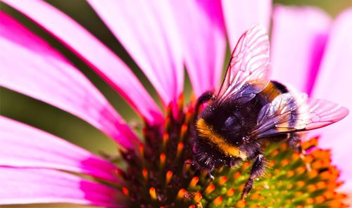 Close-up of bee pollinating on pink flower