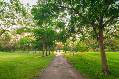 Road amidst trees in park