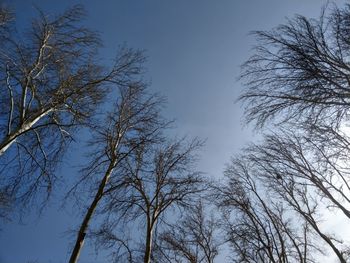 Low angle view of bare trees against clear sky