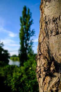 Low angle view of lichen on tree trunk against sky