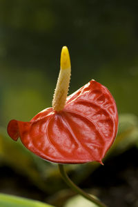 Anthurium flower close up