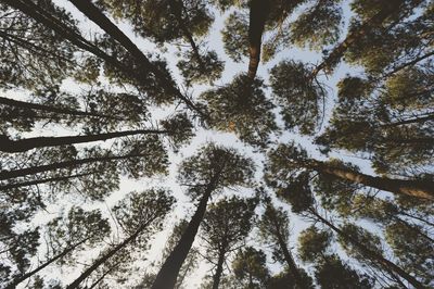 Low angle view of trees