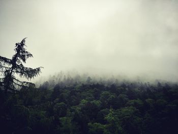 Trees growing at forest during foggy weather