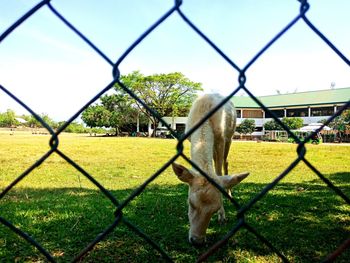 Horse standing on chainlink fence