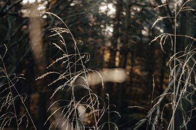 Close-up of bare tree in forest