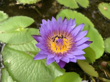 Close-up of honey bee pollinating on purple flower