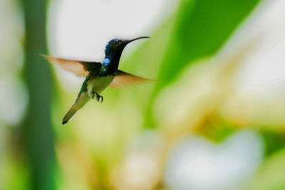 Close-up of a bird flying