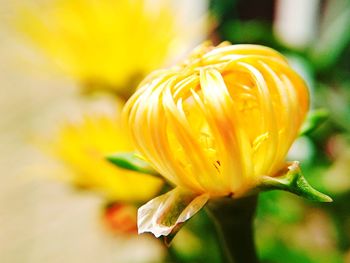 Close-up of day lily blooming outdoors