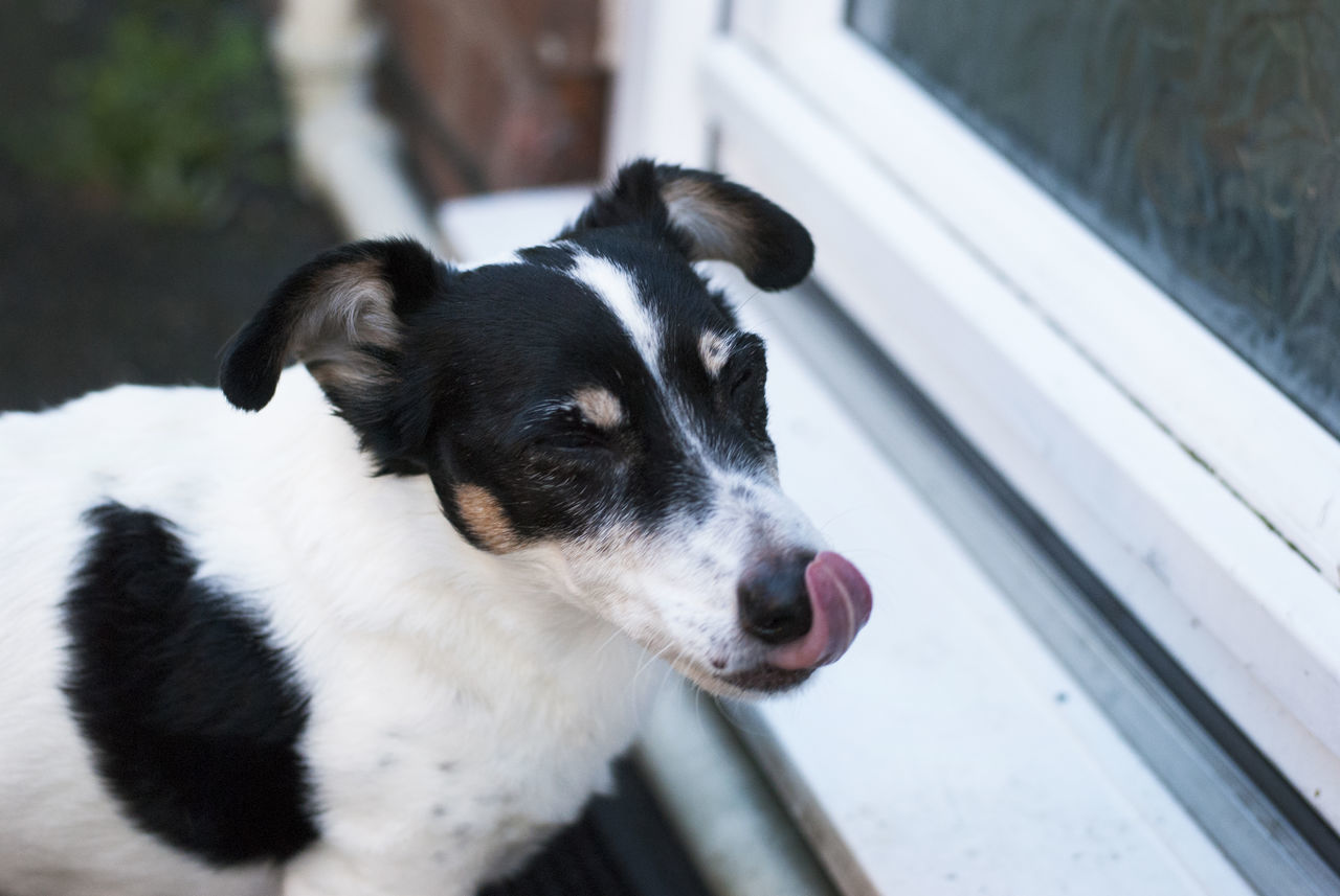 DOG LOOKING AWAY