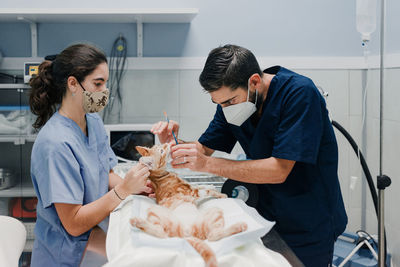 Crop anonymous male veterinarian with nurse in uniforms treating animal patient on table in hospital