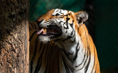 Close-up of a cat on tree trunk