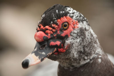 Close-up of duck