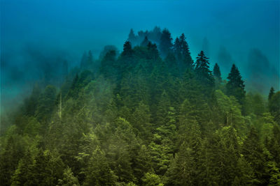 Pine trees in forest against sky