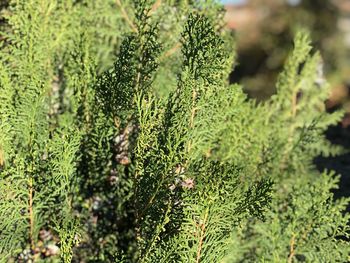 Close-up of pine tree