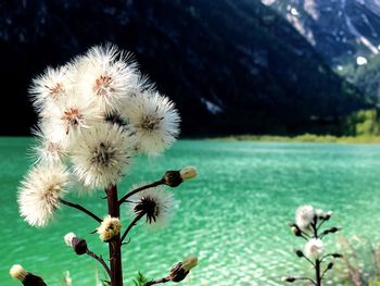 Close-up of dandelion flower