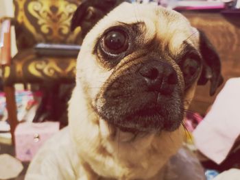 Close-up portrait of dog