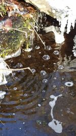 Close-up of turtle in water