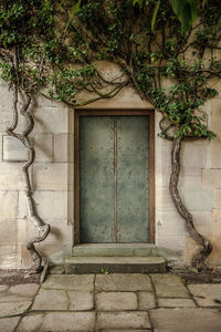 Tree against building