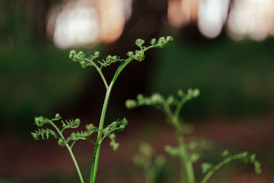 Close-up of small plant