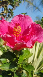 Close-up of red rose