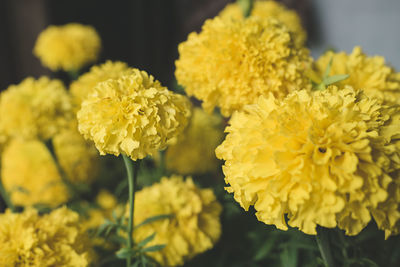 Close-up of yellow flowering plant