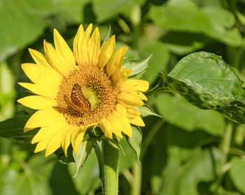 Close-up of sunflower