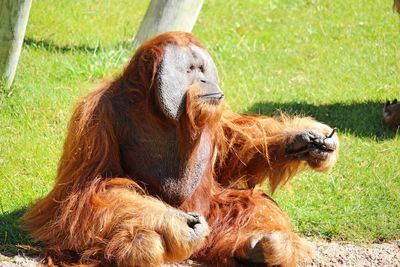 Close-up of orangutan 