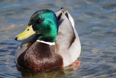 Close-up of mallard duck swimming in lake