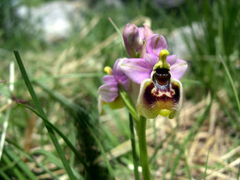 Close-up of purple flowering plant on field