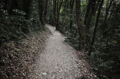 Road along trees